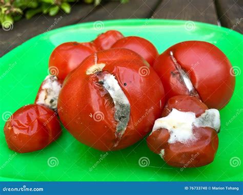 Rotten Tomatoes On A Green Plate Stock Photo Image Of Vine Tasteless