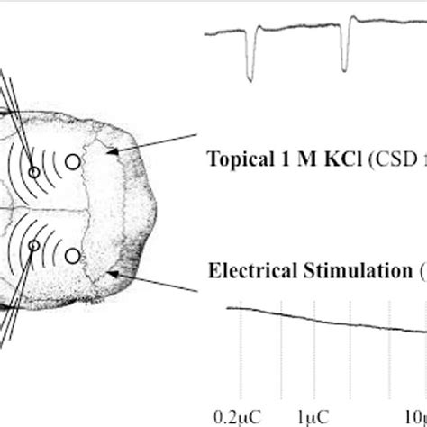 Experimental Setup For Electrophysiological Recordings Csd Cortical