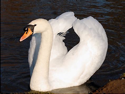 Mute Swan Cob 4601 No Private Group Or Multiple Group Invi Flickr