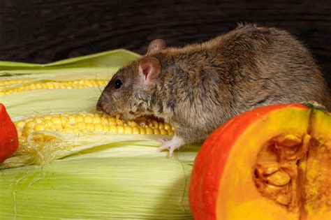 Food Sources That Attract Mice and Rats to Your Home