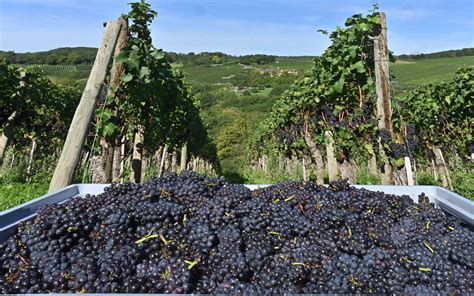 Weinbauverband Der Ahr Zieht Bilanz