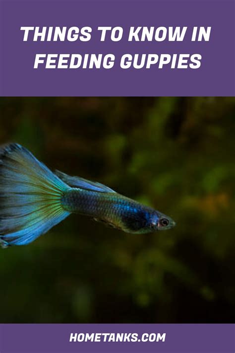 Things To Know In Feeding Guppies Guppy Fish Guppy Freshwater