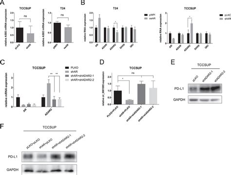 Ar Up Regulates Circ Through The Rna Editing Gene Adar A The