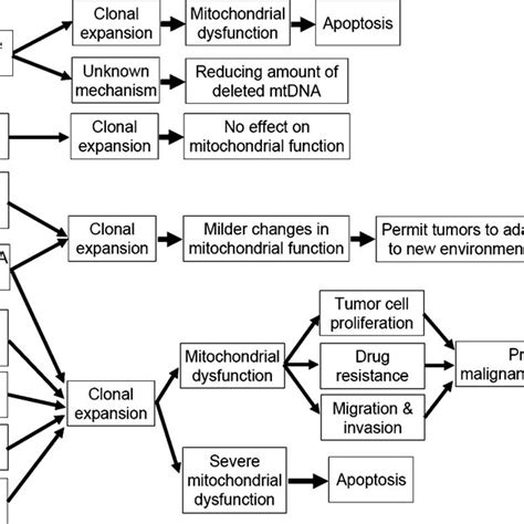 Pdf Somatic Mutations Of Mitochondrial Dna In Aging And Cancer