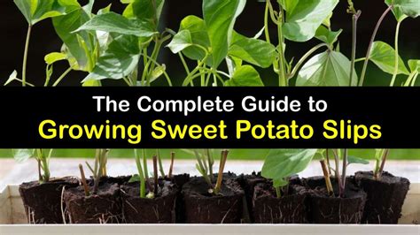 Grow Sweet Potatoes From Slips Easy Ways To Plant Sweet Potato Slips