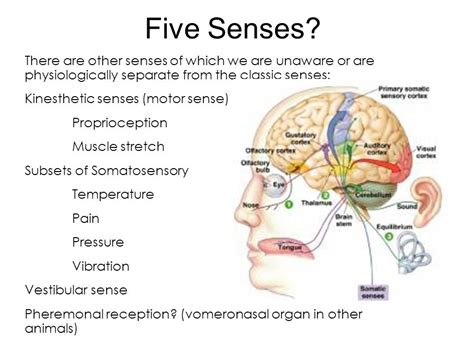 Kinesthetic Sense Diagram