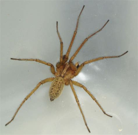 Female Hobo Spider Identification