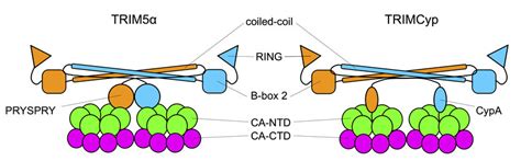 Interaction Between Trim And The Capsid Trim And Trimcyp Are