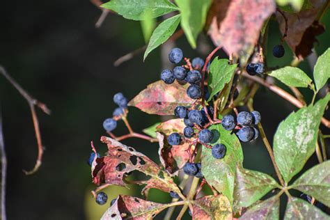 Exploring Birds: Birds attracted to Virginia Creeper