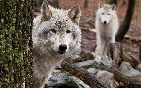 Dos Lobos Blancos Lobo Madera P O Escondite Caza Depredador