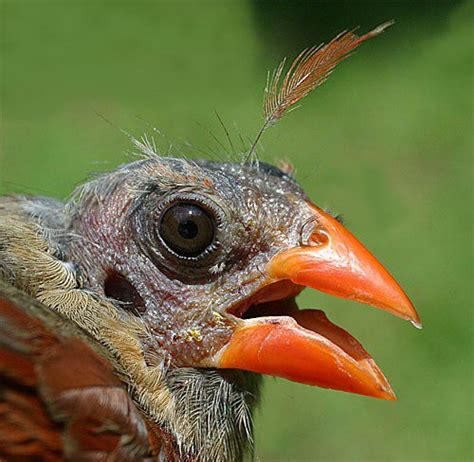 Lizard Head Northern Cardinal With Head Mites