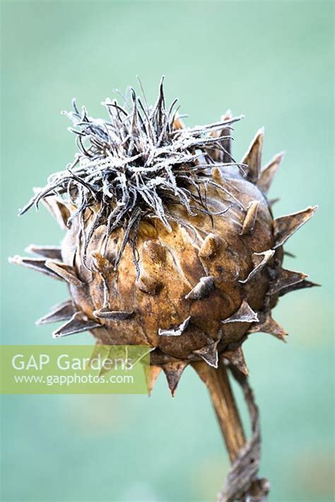 Cynara Cardunculus Frost On Cardoon Seedhead Cool Plants Cardoon