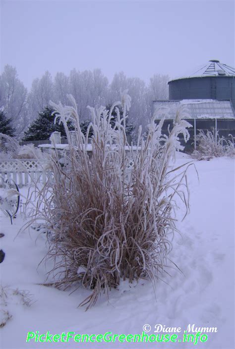 zebra grass Archives - Picket Fence Greenhouse/ Gardens