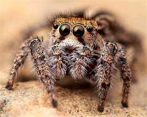 Some Of The Many Diverse Faces Of Jumping Spiders Salticidae