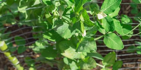 Do Sugar Snap Peas Need A Trellis Growing Tips Gfl Outdoors