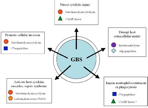 Pdf Extracellular Virulence Factors Of Group B Streptococci