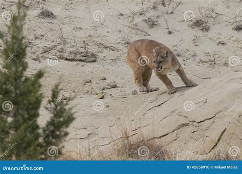 Mountain lion near den stock photo. Image of felidae - 42658910