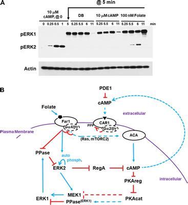 Frontiers In Cell And Developmental Biology Signaling