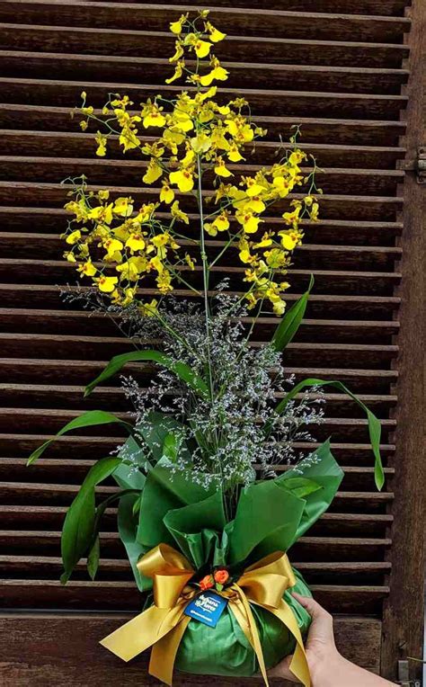 Como cuidar orquídea chuva de ouro Entrega online orquídeas