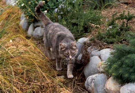 Cat Digging Holes In Garden Fasci Garden