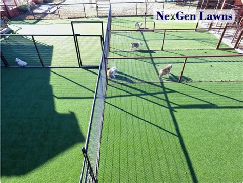 Dog Kennel Grass is the Ideal Solution for Boarding CentersNexGen Lawns