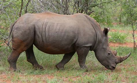 Species of Rhinos