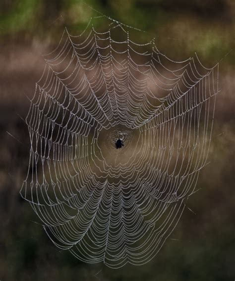 Almost giant spider web | Mike Powell