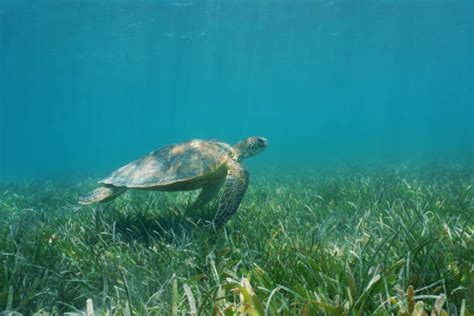 01 De Marzo Día Mundial De Los Pastos Marinos