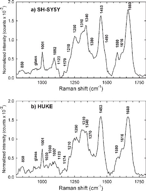 A Raman Spectrum Of A Shsy 5y Control Cell B Raman Spectrum Of A