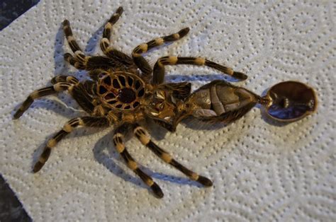 Tarantula Molting: Surprisingly Not Terrifying | IFLScience