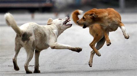 People Being Bitten On Streets Unacceptable Sc On Keralas Stray Dogs