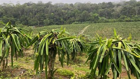 Semtepi Promove A O Para Incentivar Cultivo De Pitaia Em Manaus