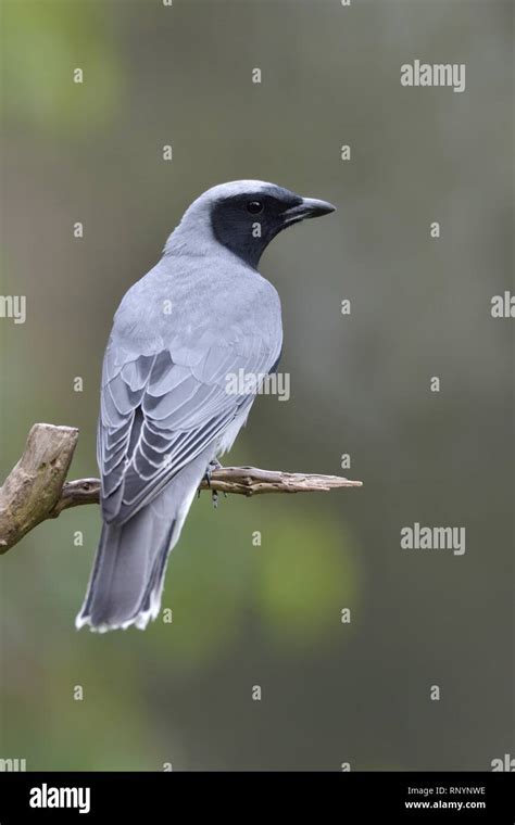 black-faced cuckoo shrike Stock Photo - Alamy