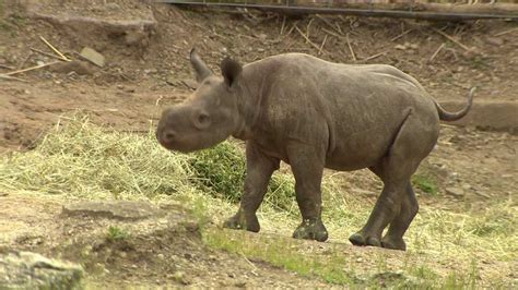 Baby Black Rhino Makes Her Debut At The Pittsburgh Zoo