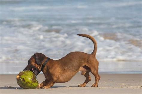 Cachorro come cocô coprofagia canina e suas causas Portal Vida Pet