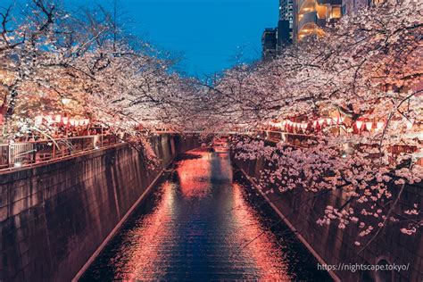 Nakameguro Cherry Blossom Festival 2024 nightview info(Highlights ...