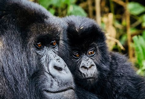 Organizing A 1 Day Tour To See Gorillas In Volcanoes National Park