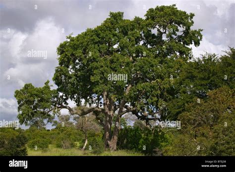 Jackalberry tree hi-res stock photography and images - Alamy