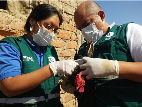 Ancash Senasa Toma Muestras De Sangre En Aves Para Prevenir Presencia