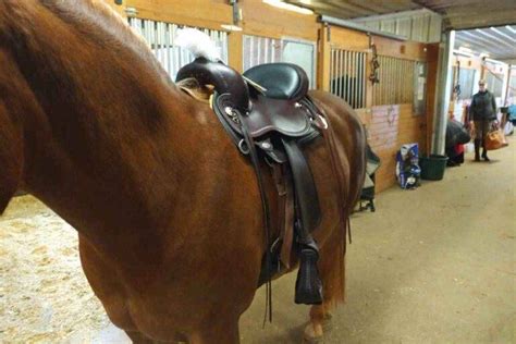 10 Best Saddle For Short Backed Horses Saddle Pads Too Own The Horse