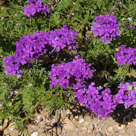 Chuxay Garden Semilla De Musgo Verbena Semillas Verbena Tenuisecta