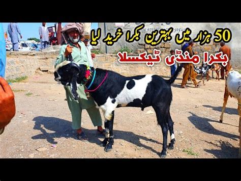 Fariday Taxila Bakra Mandi Latest Update 31 May 2024 Soda Naseeb Ka