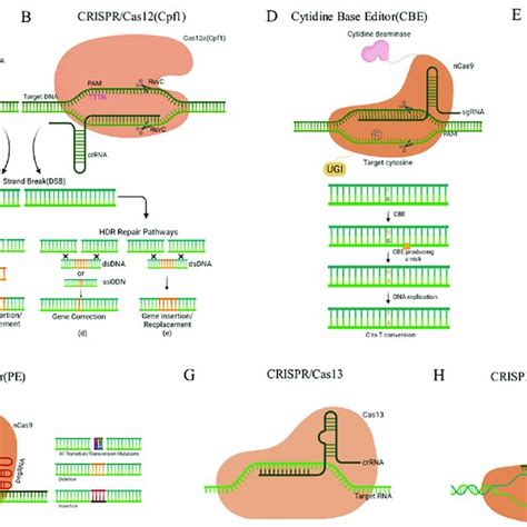 The Methodology Of Major CRISPR Cas Systems A CRISPR Cas9 Induces