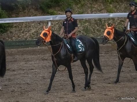 ショウナンマヌエラ Shonan Manuela 競走馬データベース 競馬ラボ