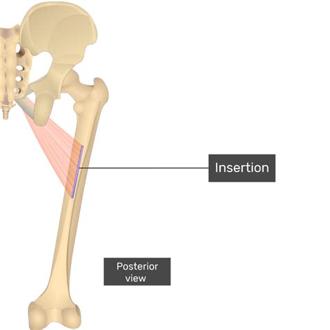 Adductor Longus Origin And Insertion