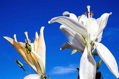 Free Picture Nature Flora Summer Leaf Flower White Sky Plant