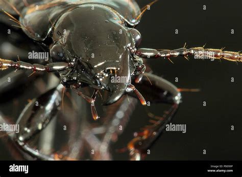 Black ground beetle Stock Photo - Alamy