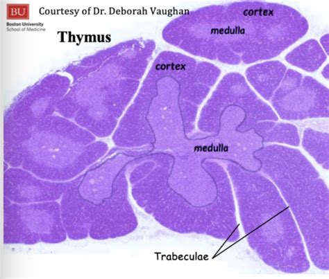 Exam 2 Lec 4 Organs Of The Immune System Flashcards Quizlet