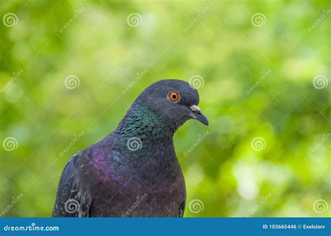 Head Of A Dove In Profile Stock Photo Image Of Grey 103665446