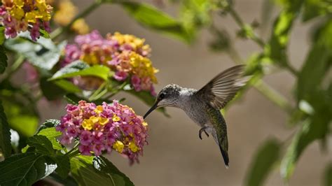 Wallpaper Birds and Flowers (61+ images)